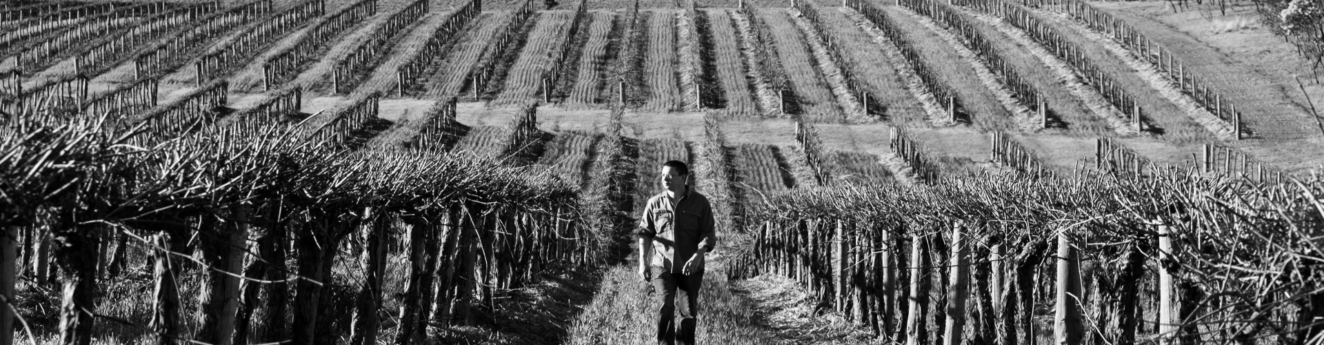 Curator Wine Co