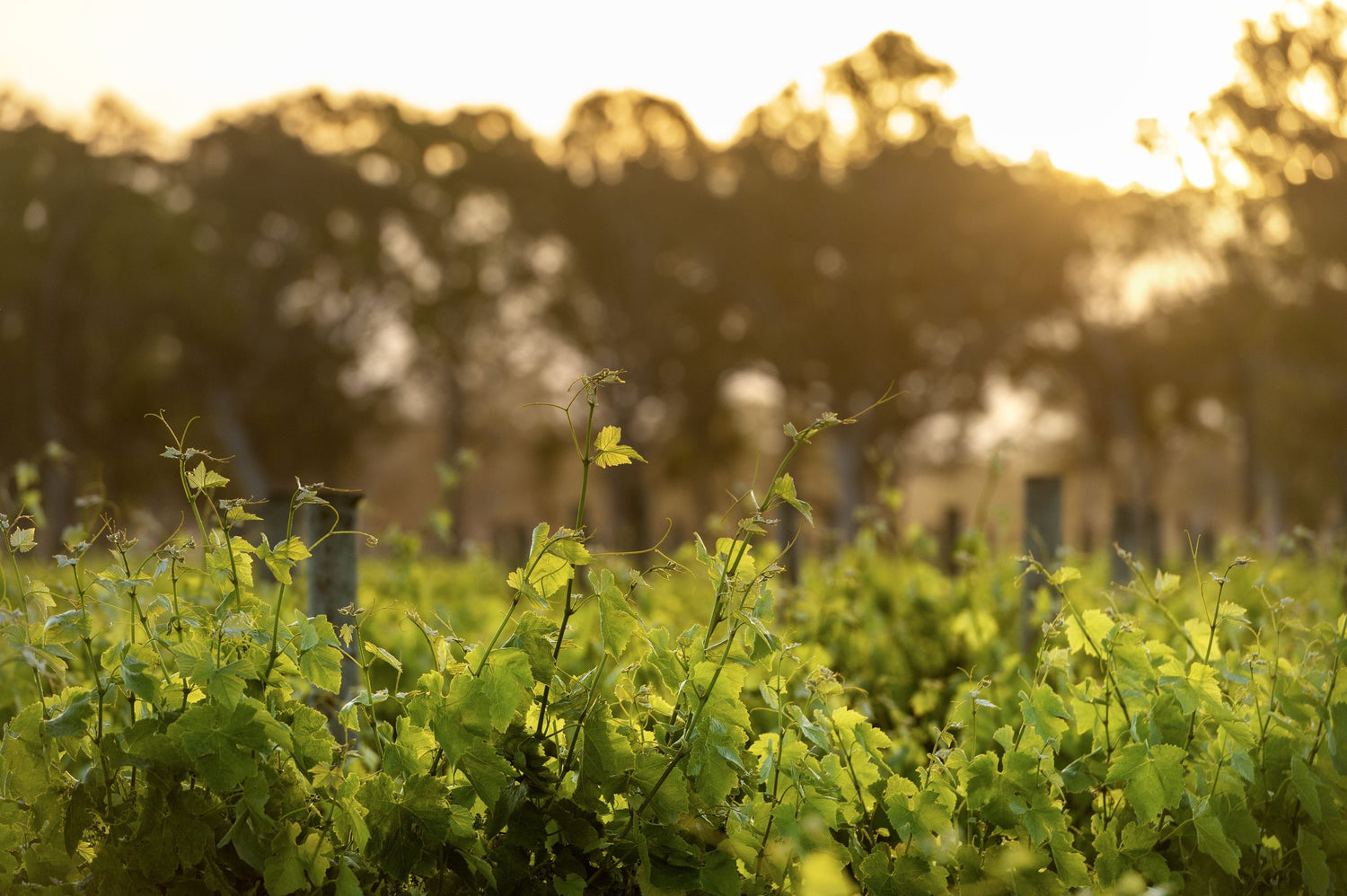 Coonawarra